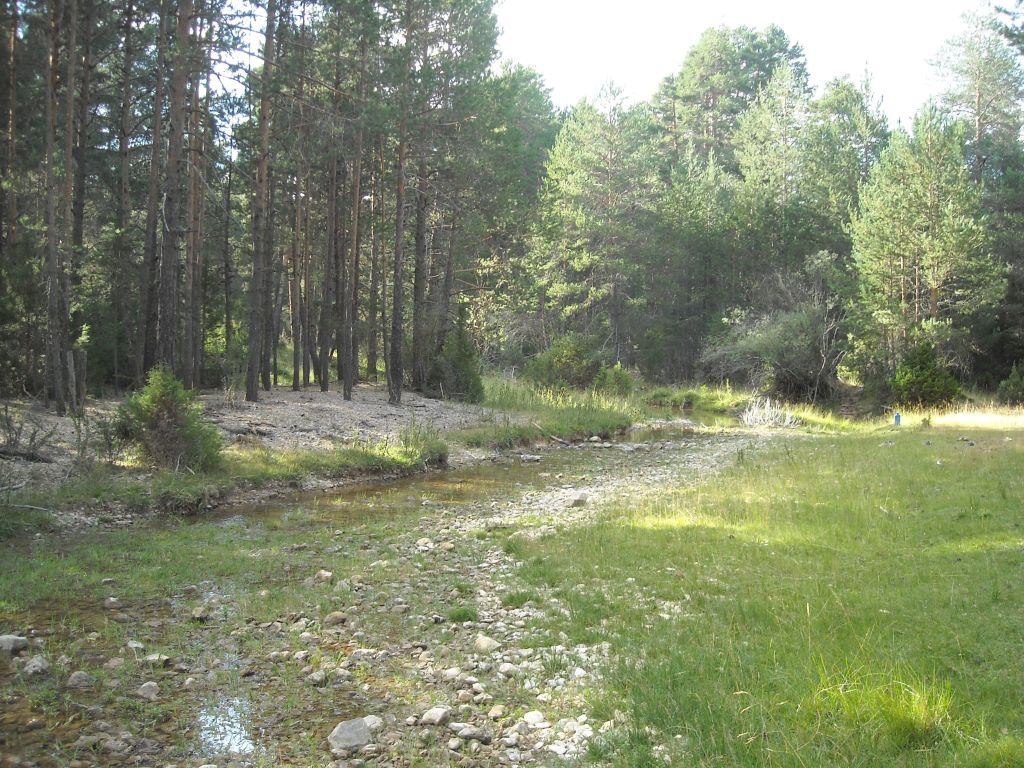 Pinares y pastos en las llanuras de inundación de la reserva natural fluvial Río Tajo