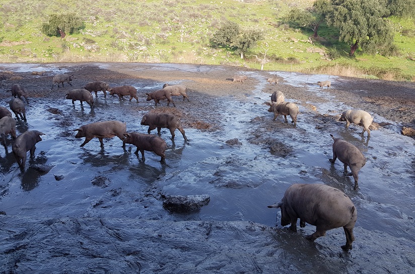 Protección de las aguas frente a los nitratos y pesticidas