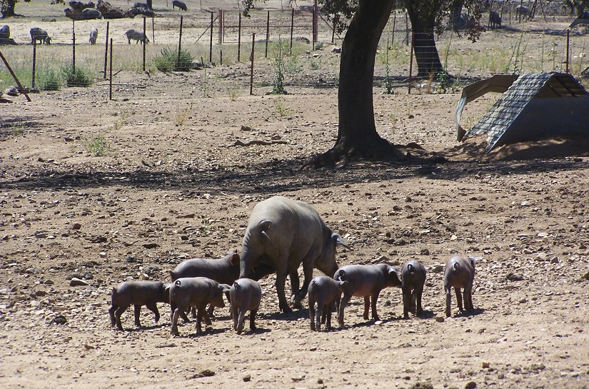 Protección de las aguas frente a los nitratos y pesticidas