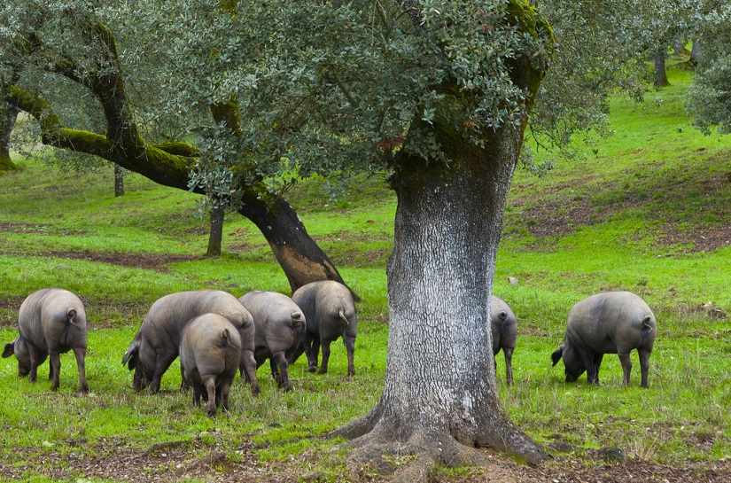 Protección de las aguas frente a los nitratos y pesticidas