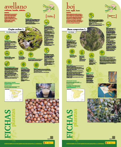 Fase II. Panel 6. Fichas de plantas: avellano - boj