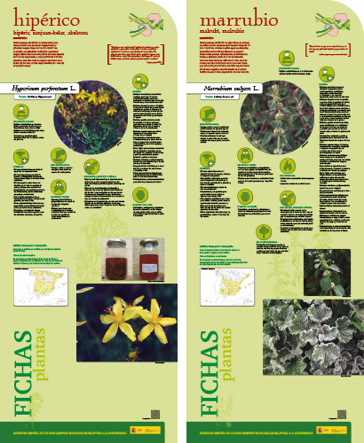 Fase II. Panel 16. Fichas de plantas: hiperico - marrubio