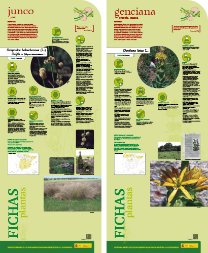 Fase II. Panel 18. Fichas de plantas: junco - genciana