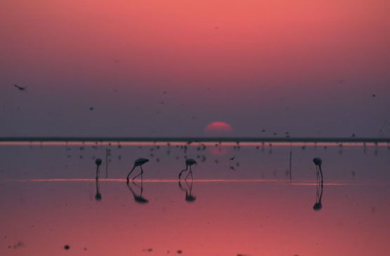 Parque Nacional de Doñana. Autor: J.M. Pérez de Ayala/Fototeca CENEAM