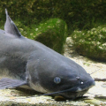 Pez gato negro (Ictalurus melas). Fotografía: Ricardo Gómez Calmaestra (MITECO)