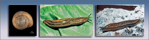 Composición imágenes moluscos vulnerables en España