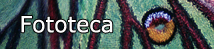 Acceso a la fototeca del CENAM