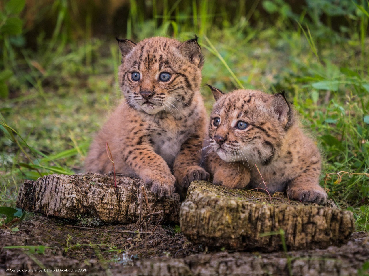 20250522_Linces(2).jpg