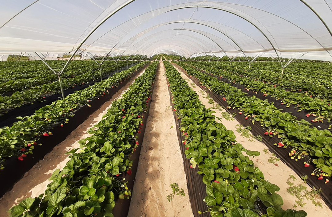Invernaderos de fresa