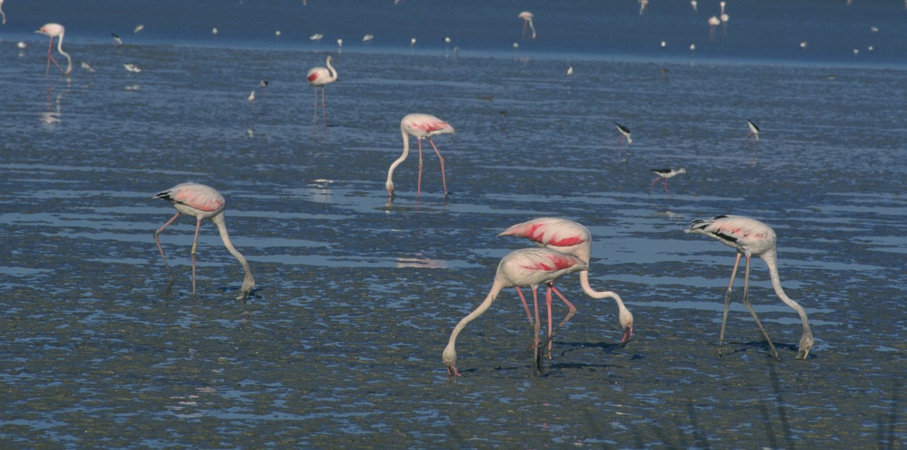 Flamencos en Doñana