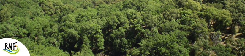 Reserva Natural Fluvial Arroyo del Puerto de los Negros 