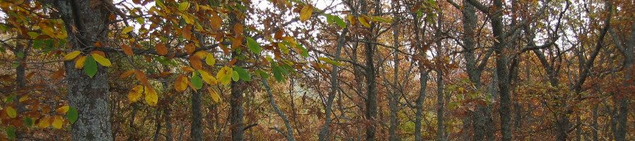 Bosque caducifolio. Autor: J.M. Villares (MITECO)