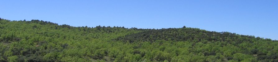 Bosque. Autor: J.M. Villares (MITECO)