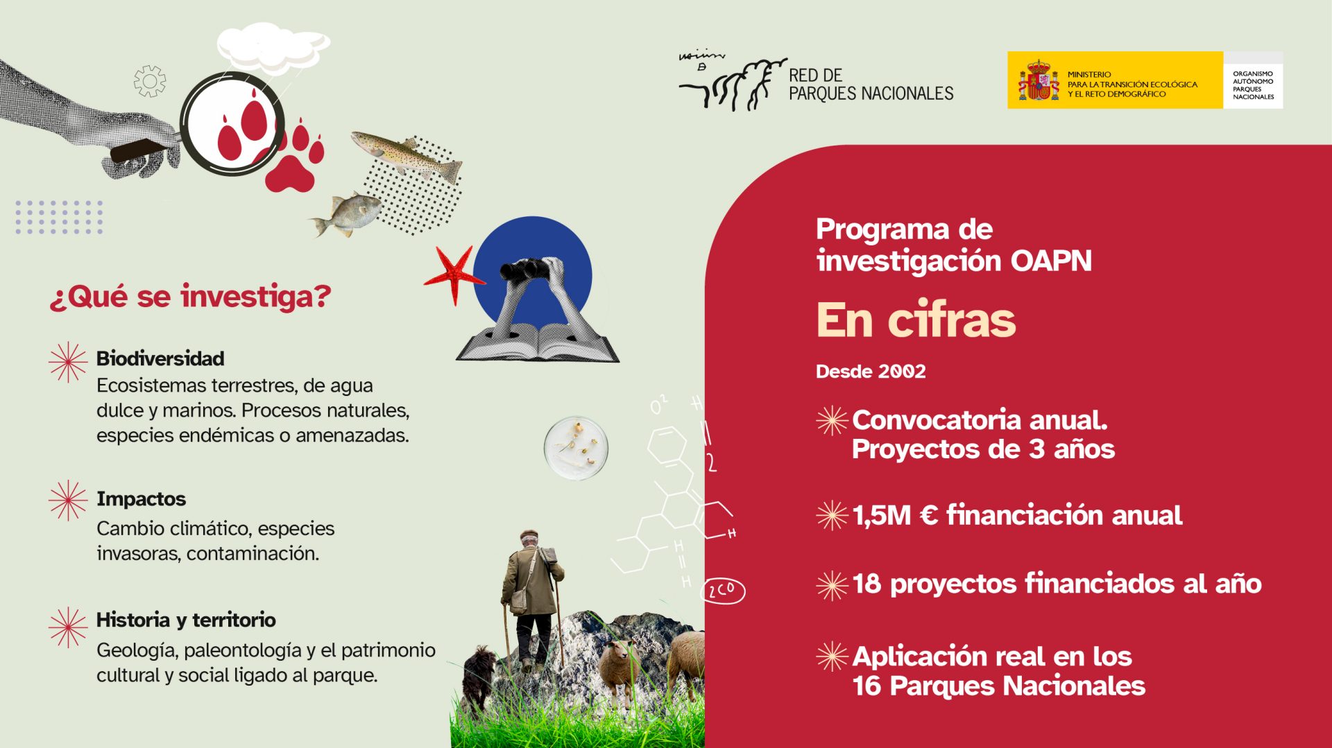 Programa de investigación