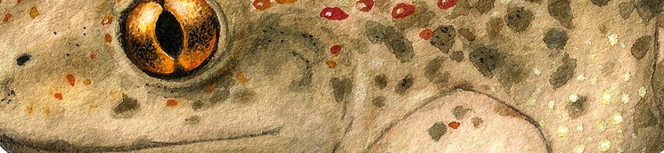 Sapo partero ibérico