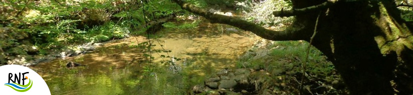 Reserva natural fluvial Arroyo de Viaña