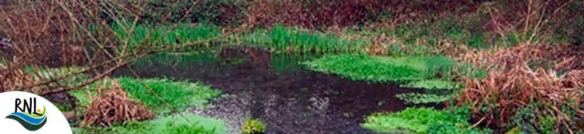 Basses d’en Broc i Aiguamoixos de la Deu Vella