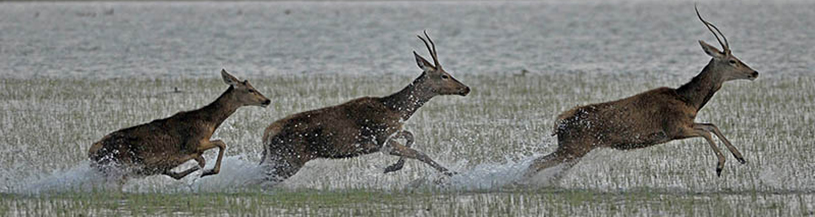 Ciervos en la marisma [Foto: Jose Mª Pérez de Ayala]