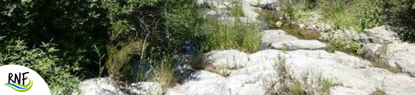 Reserva Natural Fluvial Cabecera del Daró 