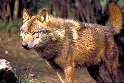 Fotografía de un lobo en primer plano