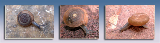 Composición imágnenes moluscos vulnerables de España