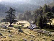 Vista general de un bosque