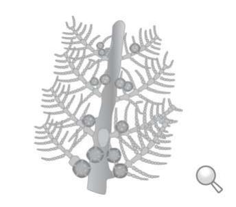Acrothamnion preissii