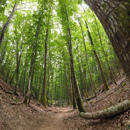 Restauración de la naturaleza