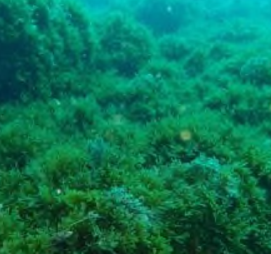 Rugulopteryx okamurae