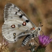 Mariposa apolo, Parnassius apollo. Autor: Ricardo Gómez Calmaestra