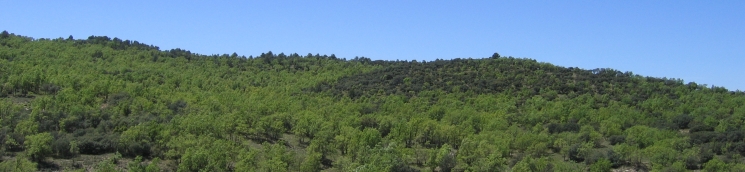 Masa mixta. Foto: Juan Manuel Villares (BDN MAGRAMA)