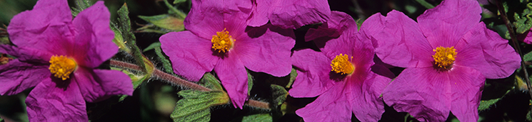 Jaguarzo [V. García Canseco]